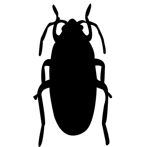 cockroach icon